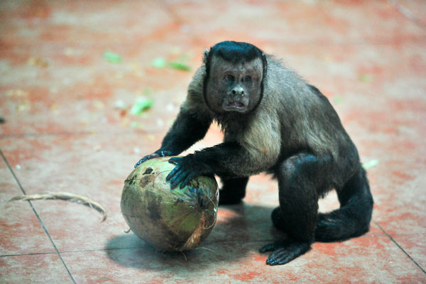 Monkeys acting as humans